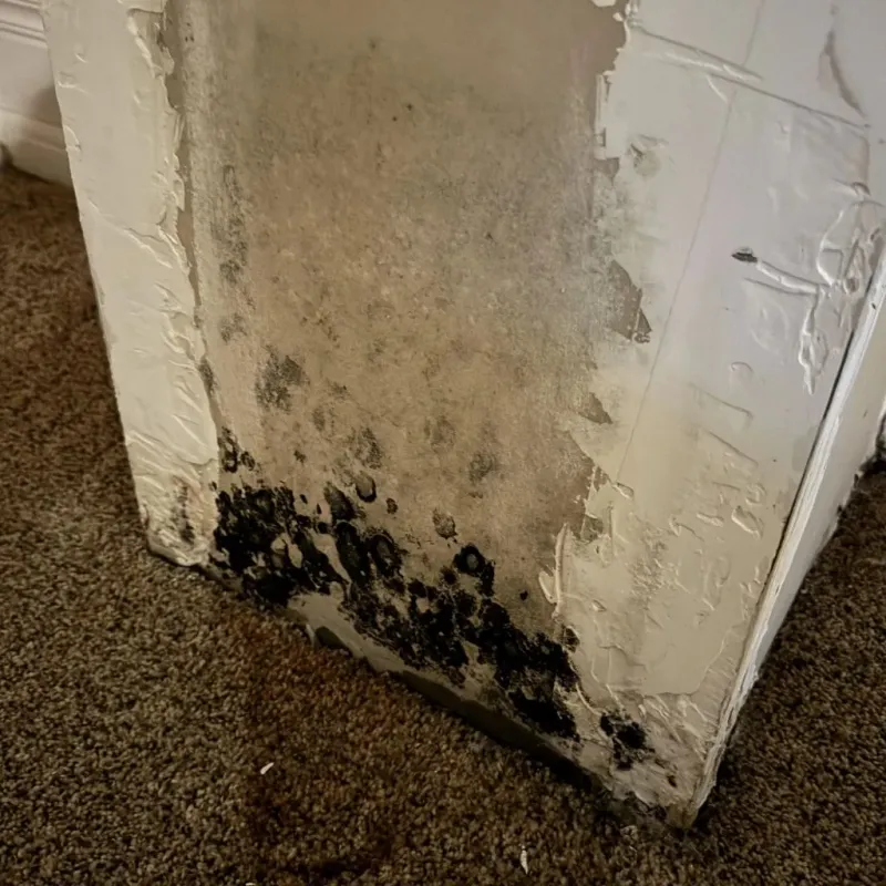 Professional Mold Removal in Galesburg, IL